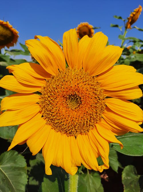 Gratis lagerfoto af blomsterfotografering, flora, gul blomst