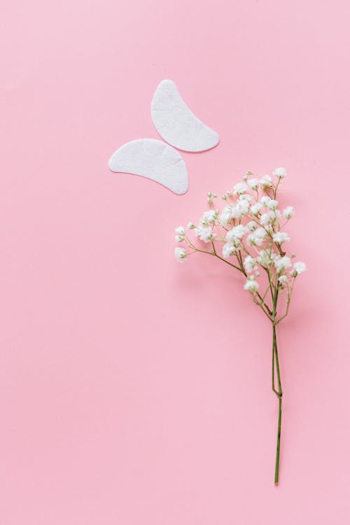Imagine de stoc gratuită din conceptual, flatlay, flori albe