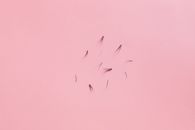 Black Bird Flying in the Sky