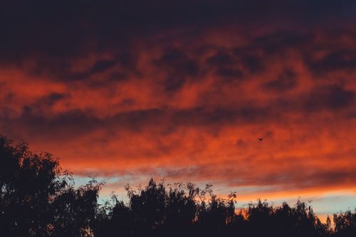 Free Captivating sunset with red clouds and silhouetted trees, perfect for nature lovers. Stock Photo