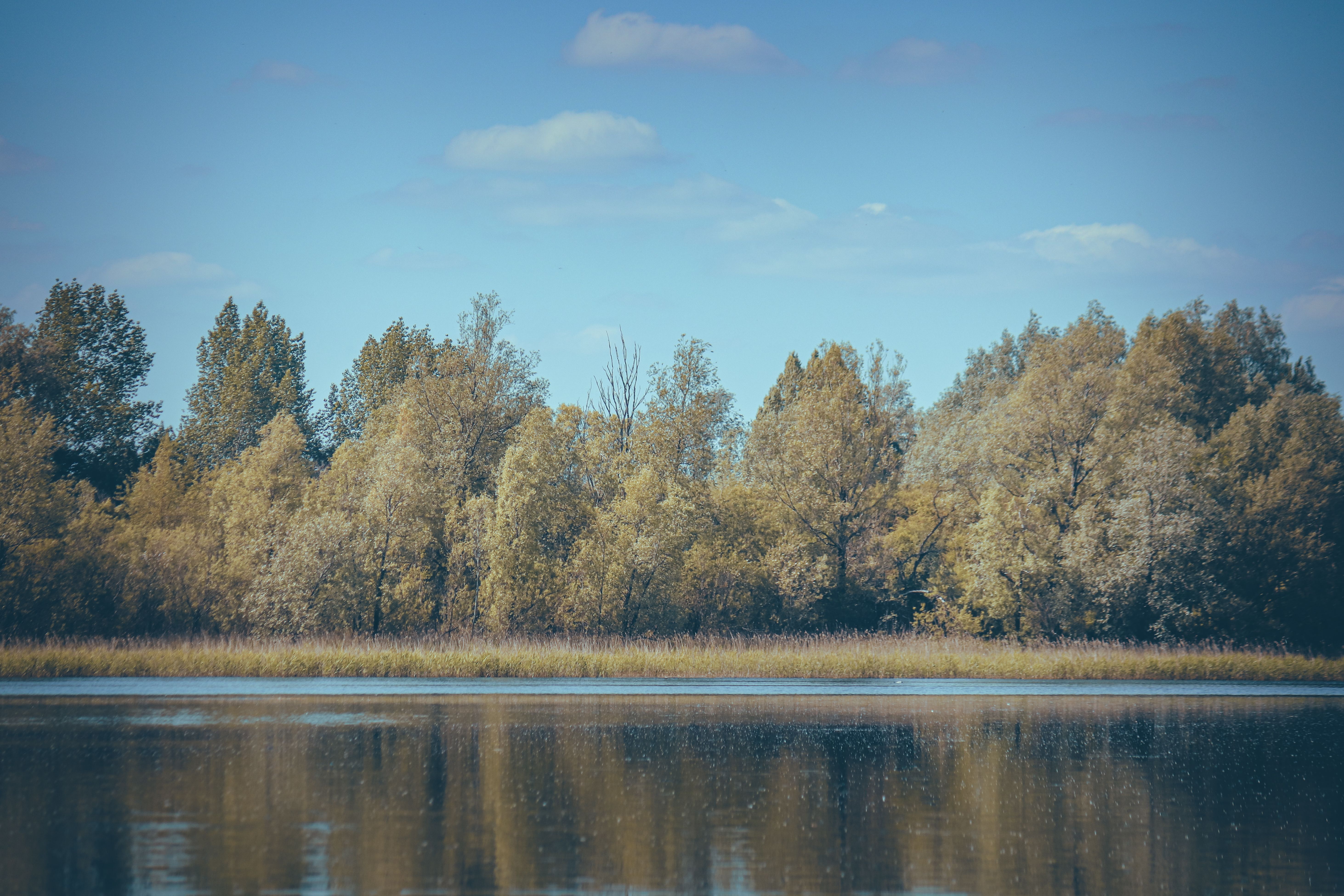 Green Trees Near a River · Free Stock Photo