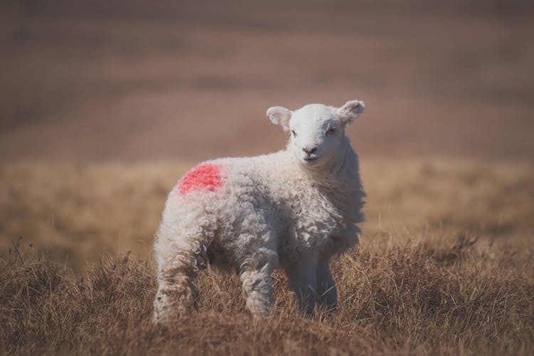 A Lamb With A Red Smit Mark Standing In A Field