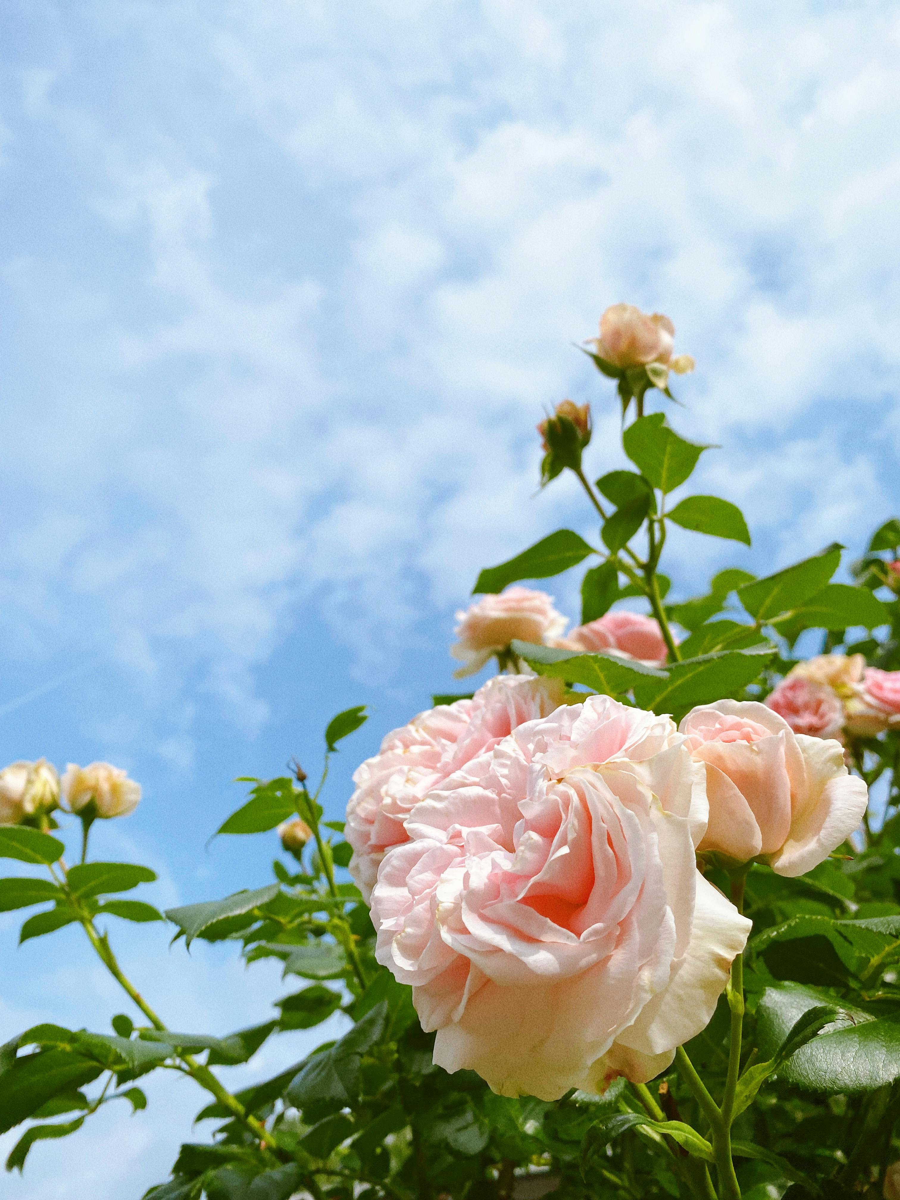 Blooming light pink rose in garden in summer day · Free Stock Photo