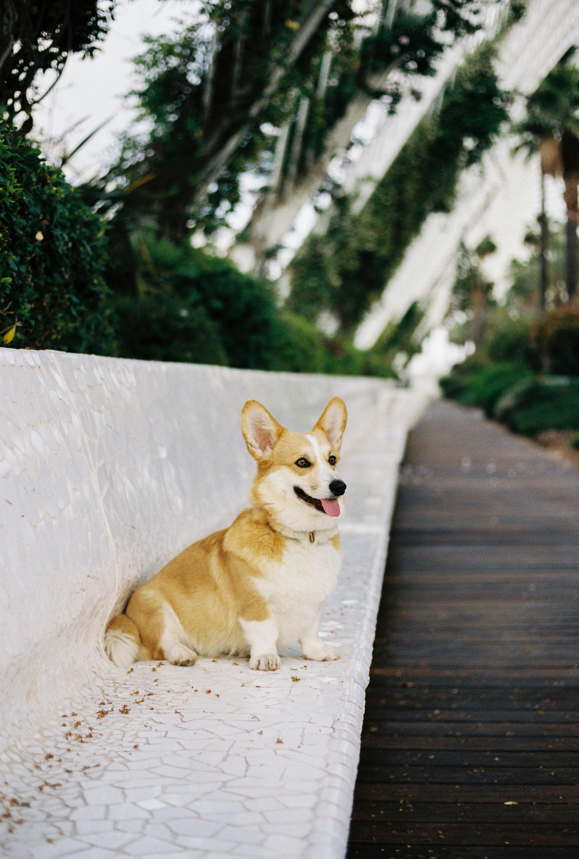 a cute corgi dog sitting on the side of the pathway near green plants