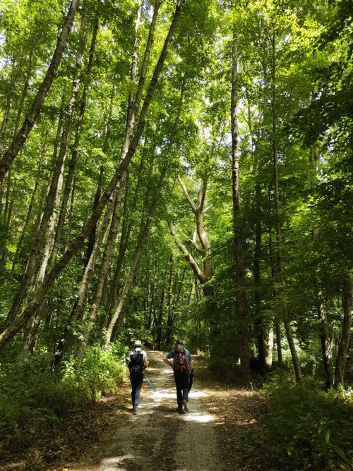 Free Two people hiking on a scenic forest trail surrounded by lush green trees. Stock Photo