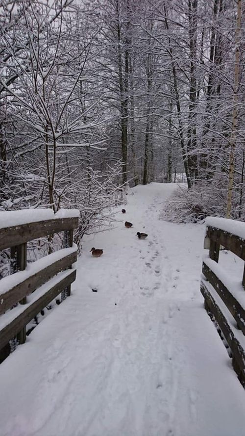 Free stock photo of cold weather, winter day Stock Photo