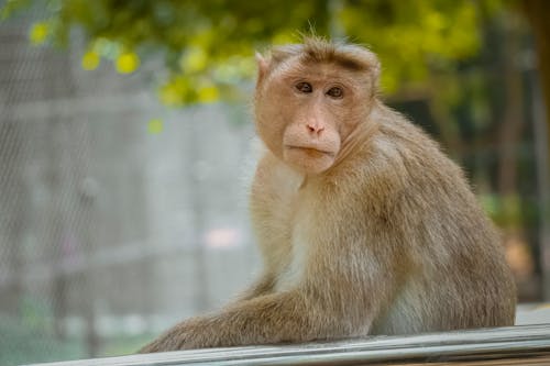 Selective Focus of a Brown Monkey 