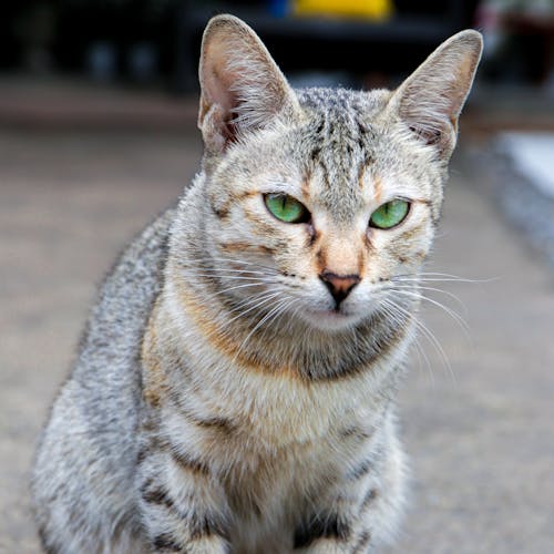 A Cute Tabby Cat Sitting on the Ground