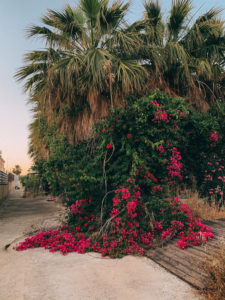 Exotic Creeper And Palm Trees