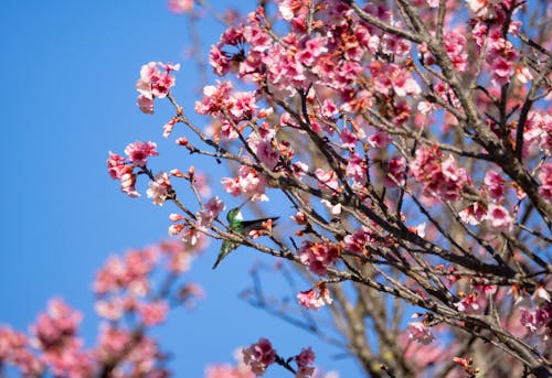 Бесплатное стоковое фото с колибри, красивые цветы, розовые цветы