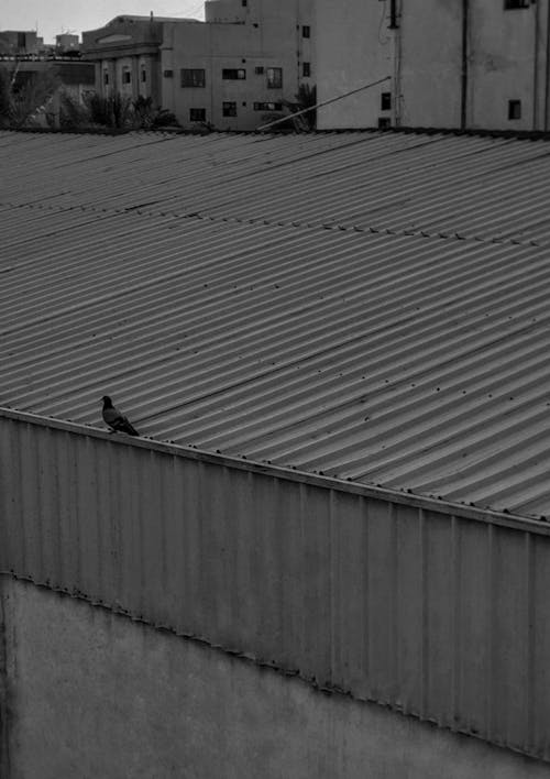Free A Bird Perched on the Roof Stock Photo
