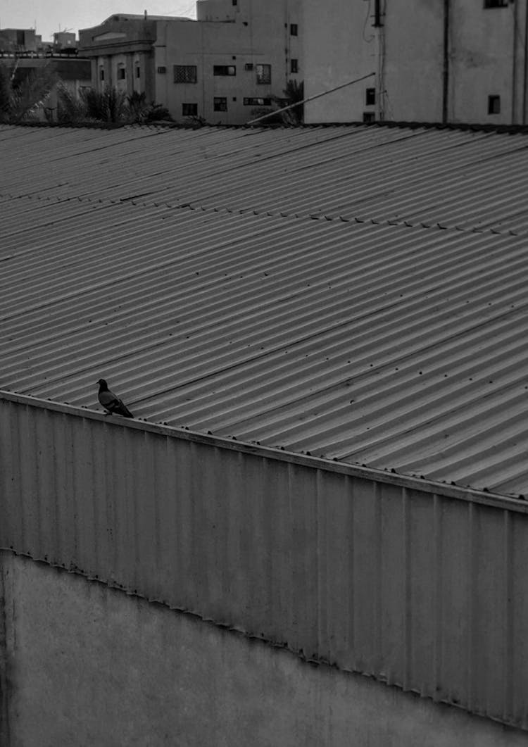 A Bird Perched On The Roof