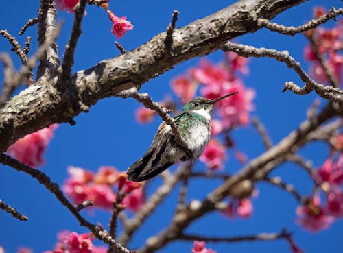 Photos gratuites de colibri, couleur rose, fleur rose