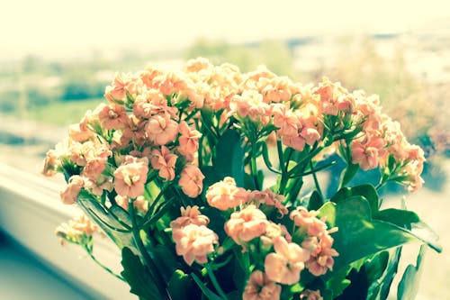 Fotografia De Flores Rosa Em Plantas Verdes