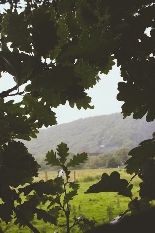 Free stock photo of foliage, grass, green