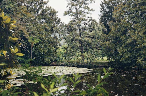 Immagine gratuita di alberi verdi, ambiente, forestpark