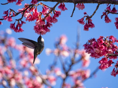 Foto d'estoc gratuïta de colibrí, flors boniques, flors roses