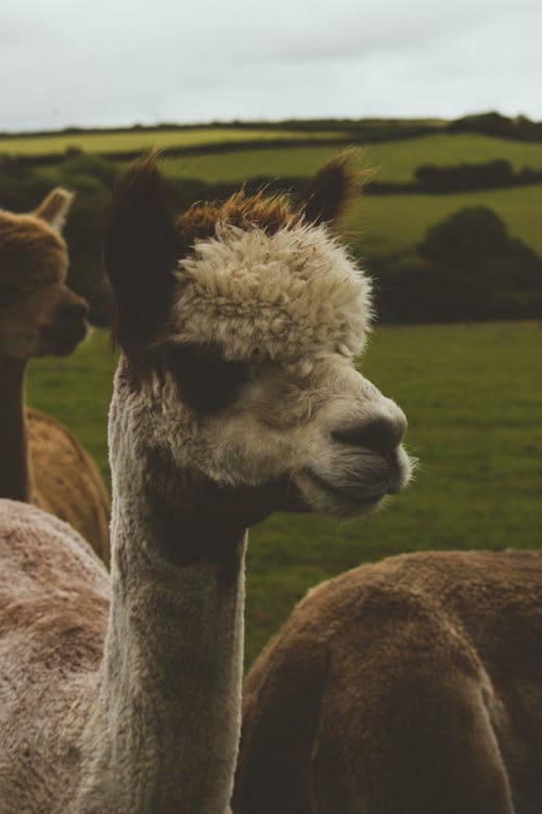 Free stock photo of alpaca, animal, cute