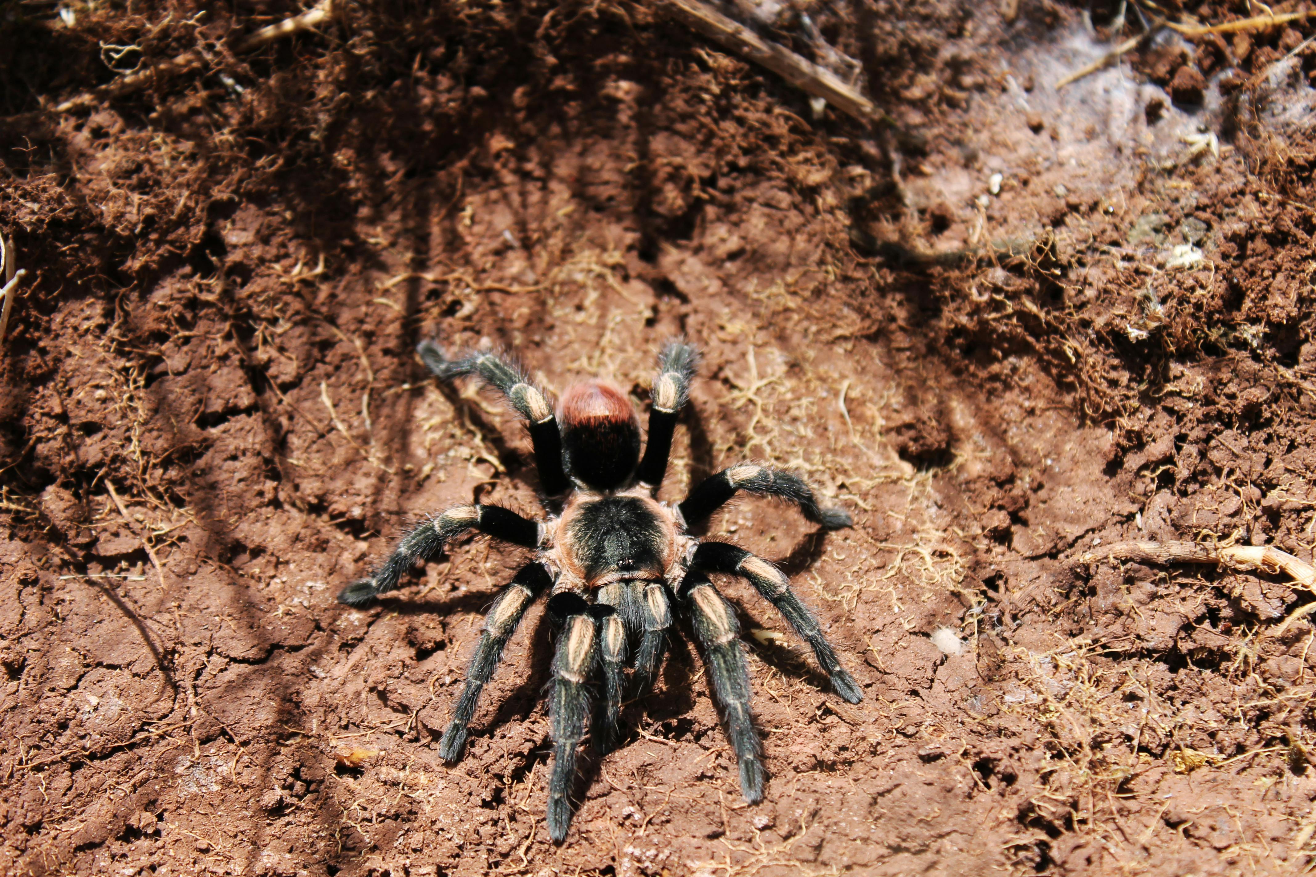 Selenocosmia