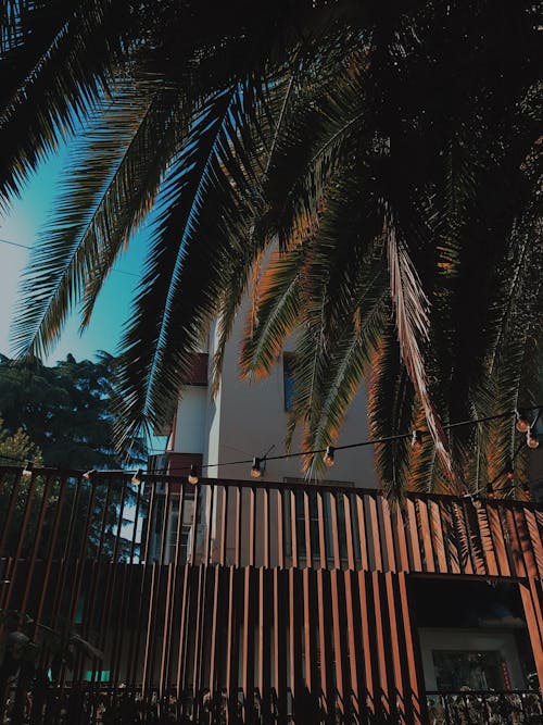 Free Palm Trees outside a Building Stock Photo