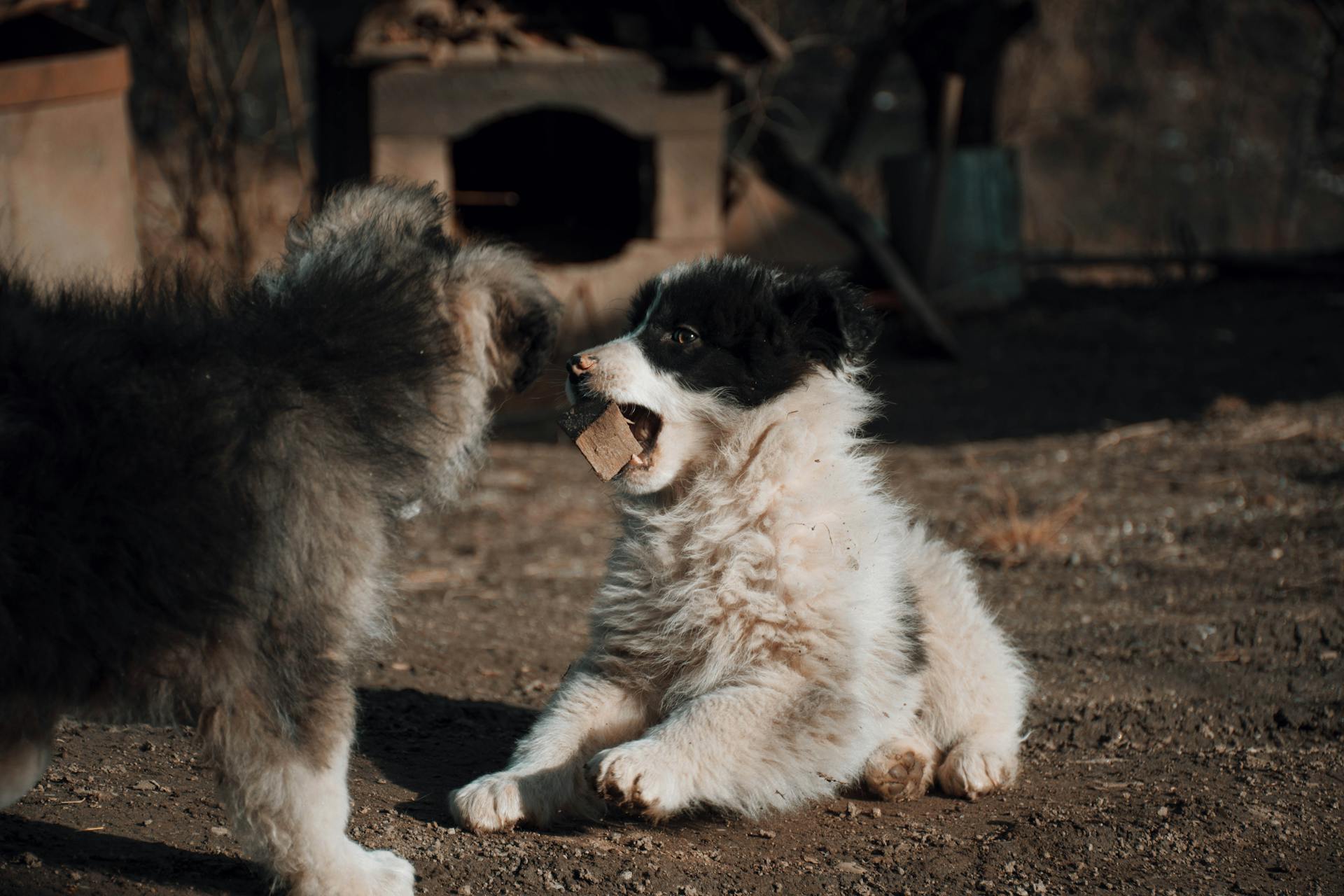 Photo de mignons chiots qui jouent