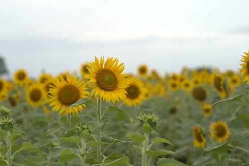 Sunflower Plants with Blooming Flowers