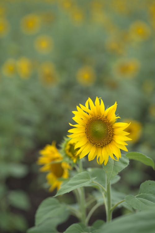 Sunflowers in Bloom 