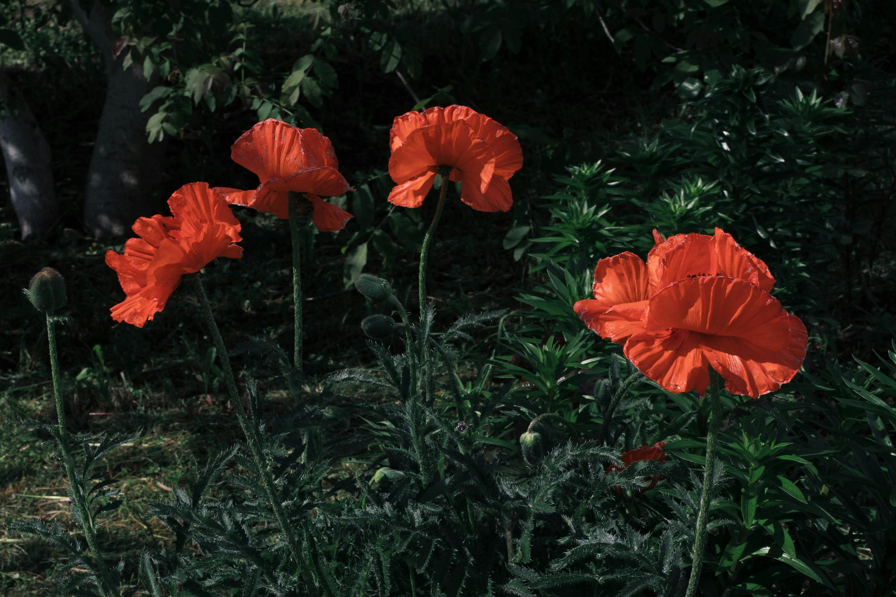 Blooming Common Poppy Flowers · Free Stock Photo