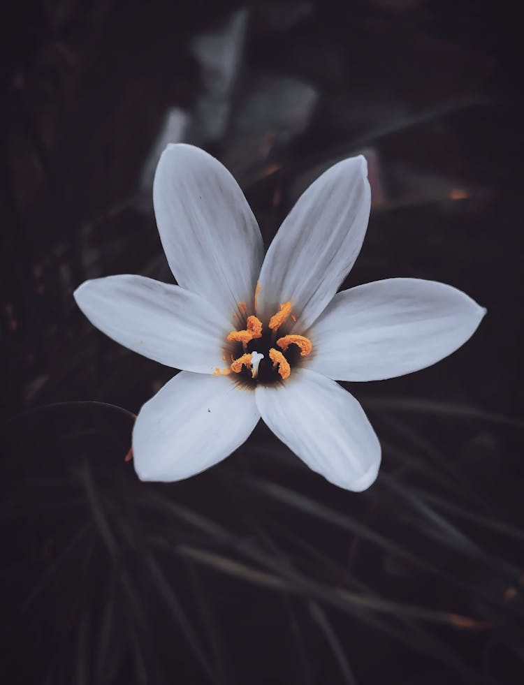 Beautiful Autumn Zephyrlily