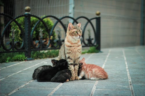 Free stock photo of black cat, cat, cats Stock Photo
