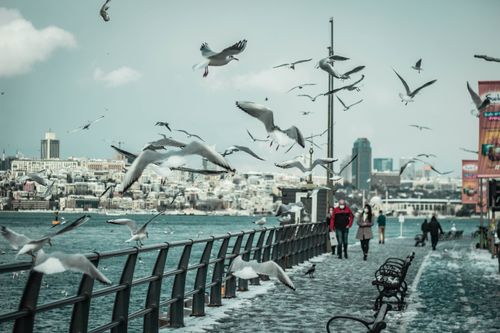 Free Seagulls soar over a snowy waterfront promenade in Istanbul with people in the background. Stock Photo