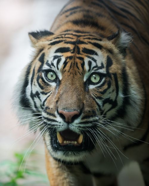 Free Intense close-up of a fierce Sumatran tiger showcasing its striking patterns and piercing eyes. Stock Photo