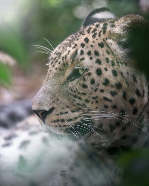 Close-Up Shot of Persian Leopard 