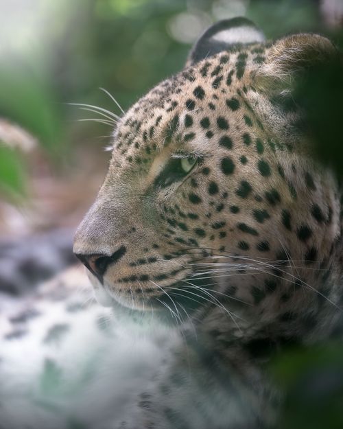 Free Close-up portrait of a Persian leopard with blurred background, showcasing natural beauty. Stock Photo