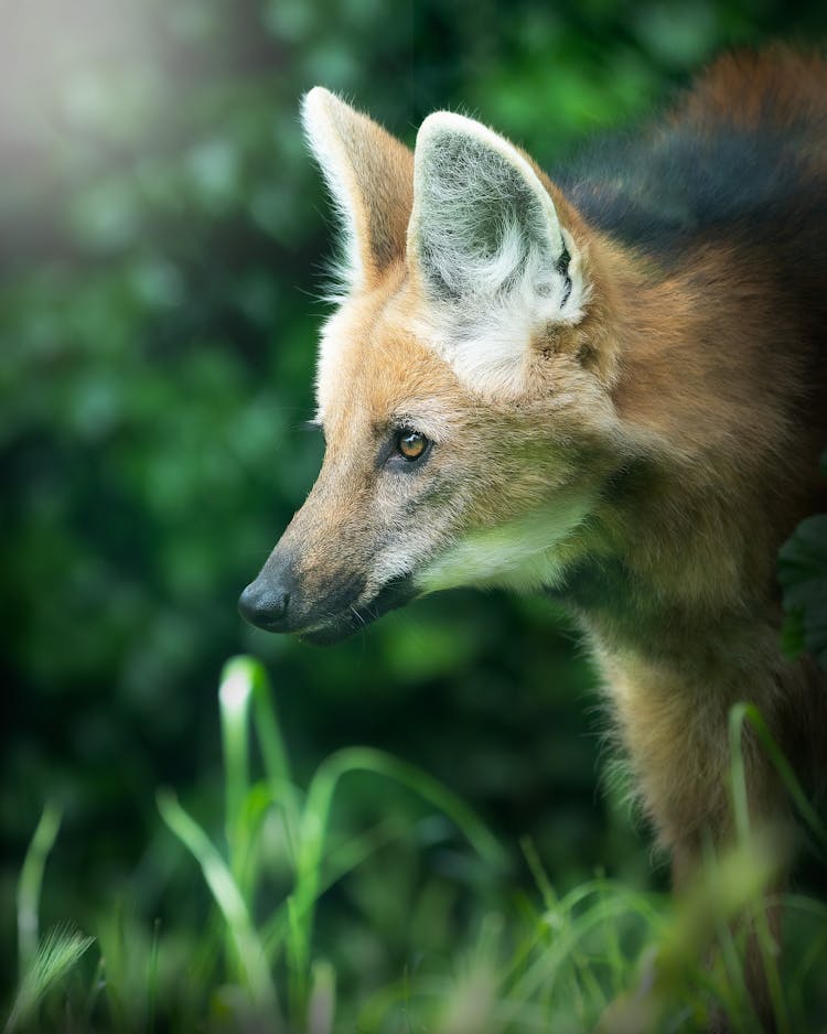 Brown And Black Fox On Green Grass