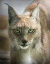Brown Furred Big Cat