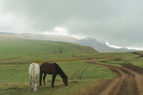 Horses Eating Grass on the Field