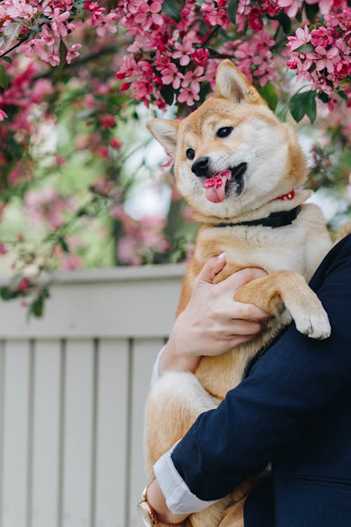 Person standing with Akita Inu in hands near blooming tree in daytime