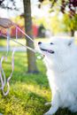 Samoyed dog with white fur pulling leash while playing in crop unrecognizable owner in park with green grass in sunny day