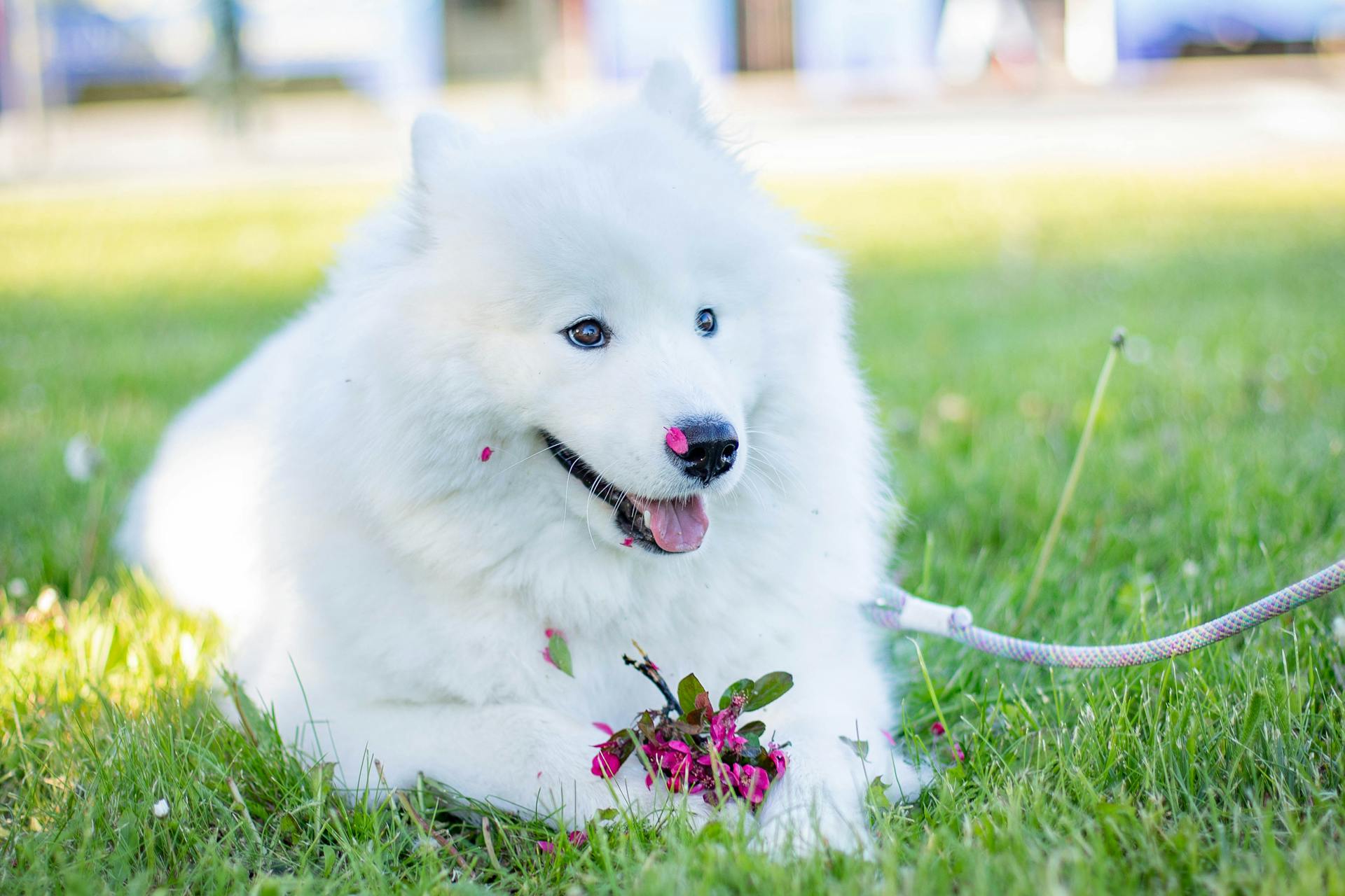 Purebred Samoyed dog lying on grass