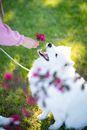 From above of crop anonymous owner standing and reaching out hand with pink flowers to obedient Samoyed dog sitting on green grass in park
