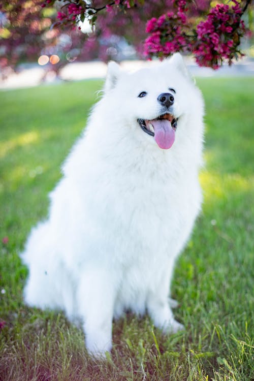 Funny Samoyed dog sitting with tongue on on green grass