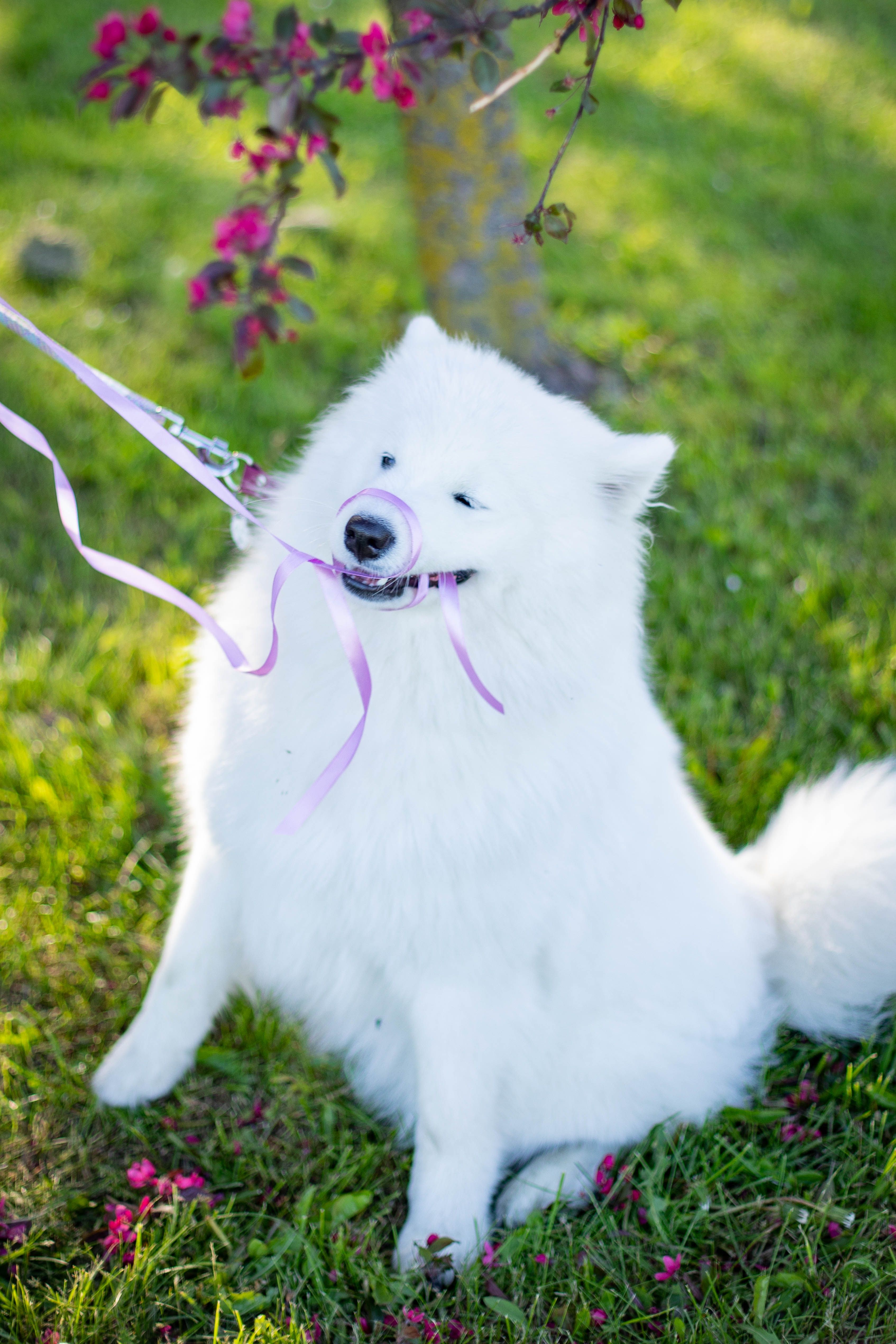 Adorable Samoyed dog playfully sitting with purple ribbon in lush green park.