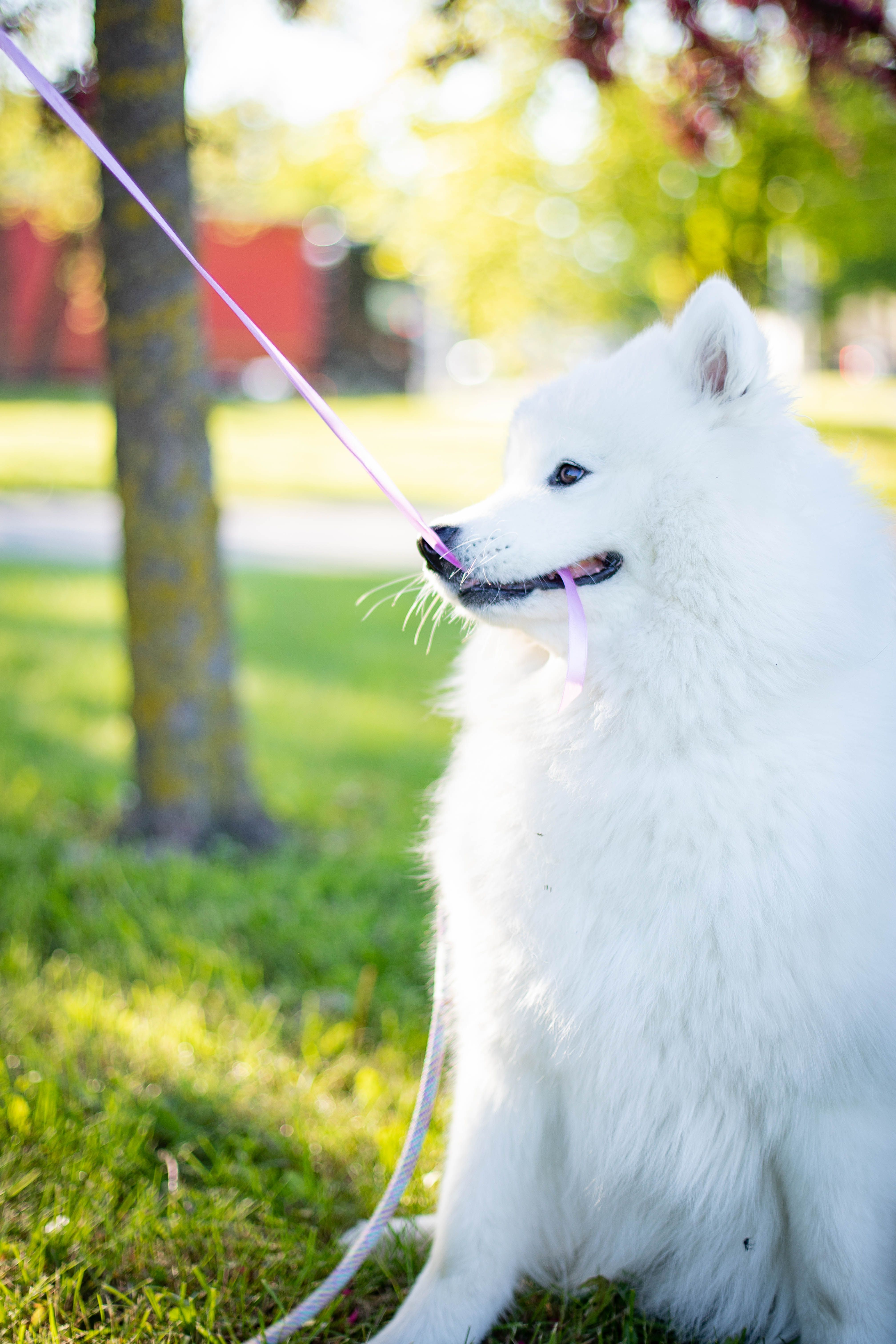 A cute Samoyed dog with white fur playfully bites a purple ribbon while sitting on green grass in the park.