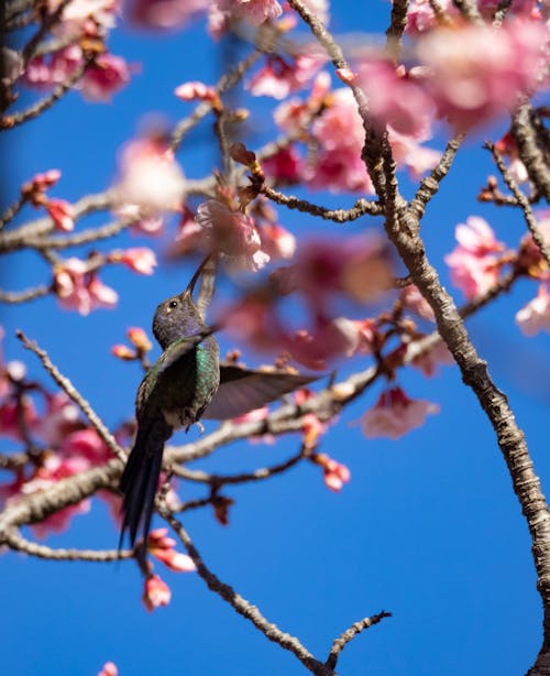 Бесплатное стоковое фото с birds_flying, колибри, красивые цветы