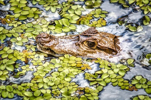 Foto d'estoc gratuïta de amant de la natura, animal salvatge, bog