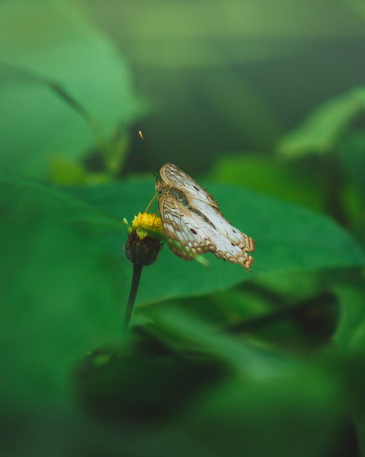 Brown And White Moth On Yellow Flower Bud