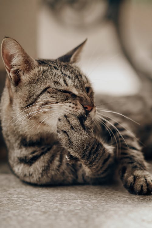 Fotobanka s bezplatnými fotkami na tému chlpatý, cicavec, domáce zviera