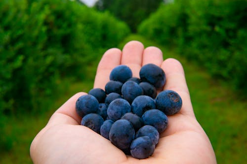 A person holding a handful of blueberries in their hand