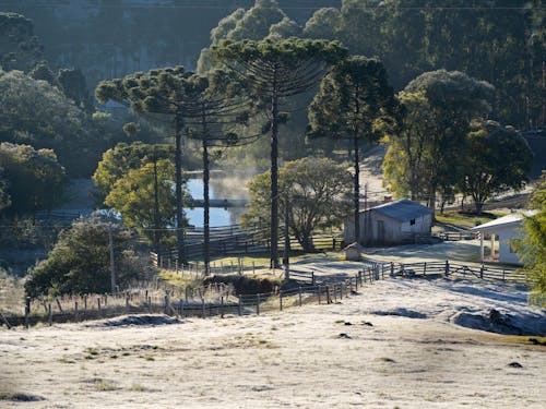 Immagine gratuita di azienda agricola, congelando, gelido